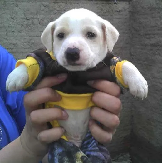 Cachorro ra a SRD idade Abaixo de 2 meses nome Bebês da Babete