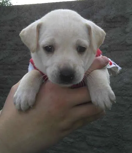 Cachorro ra a SRD idade Abaixo de 2 meses nome Bebês da Babete