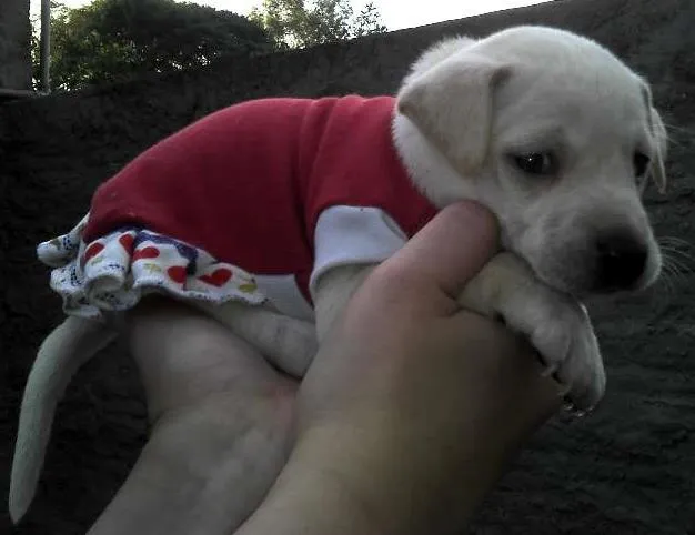 Cachorro ra a SRD idade Abaixo de 2 meses nome Bebês da Babete