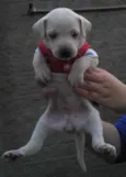 Bebês da Babete