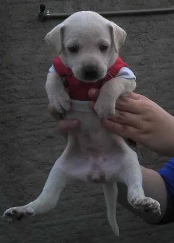 Cachorro ra a SRD idade Abaixo de 2 meses nome Bebês da Babete