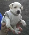 Bebês da Babete
