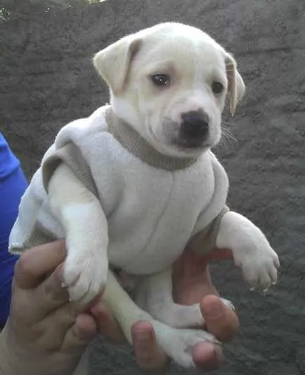 Cachorro ra a SRD idade Abaixo de 2 meses nome Bebês da Babete