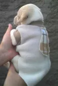 Bebês da Babete