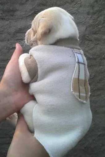 Cachorro ra a SRD idade Abaixo de 2 meses nome Bebês da Babete