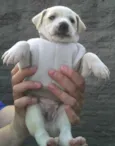 Bebês da Babete