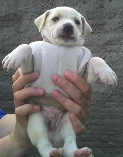 Cachorro ra a SRD idade Abaixo de 2 meses nome Bebês da Babete