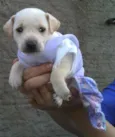 Bebês da Babete