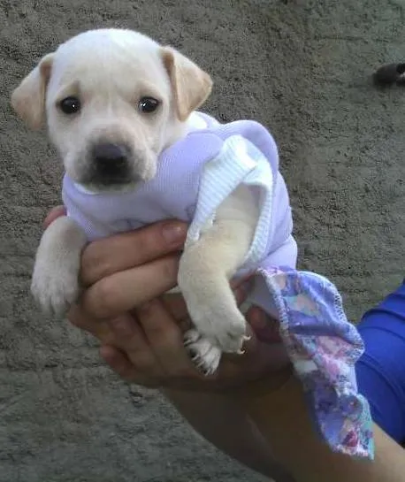 Cachorro ra a SRD idade Abaixo de 2 meses nome Bebês da Babete