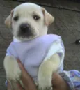 Bebês da Babete