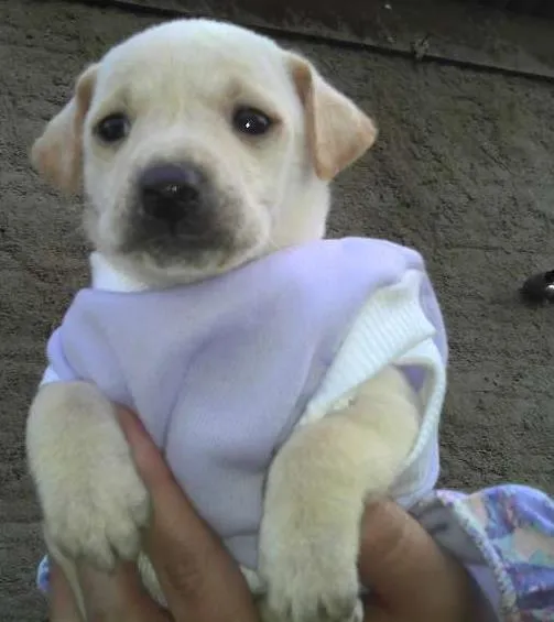 Cachorro ra a SRD idade Abaixo de 2 meses nome Bebês da Babete