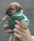 Bebês da Babete