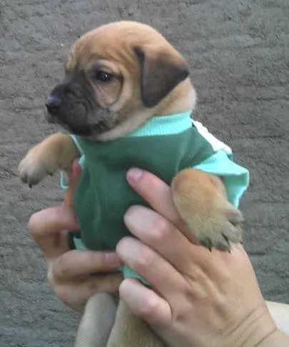 Cachorro ra a SRD idade Abaixo de 2 meses nome Bebês da Babete