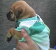Bebês da Babete