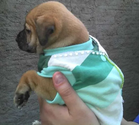 Cachorro ra a SRD idade Abaixo de 2 meses nome Bebês da Babete