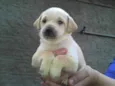 Bebês da Babete
