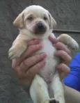 Bebês da Babete
