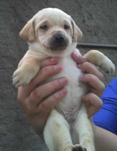 Cachorro ra a SRD idade Abaixo de 2 meses nome Bebês da Babete