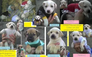 Cachorro raça SRD idade Abaixo de 2 meses nome Bebês da Babete