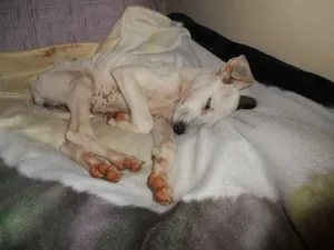 Cachorro raça vira-lata idade 2 a 6 meses nome Pirata