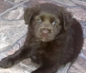 Cachorro raça SRD/LABRADOR idade 2 a 6 meses nome Brad