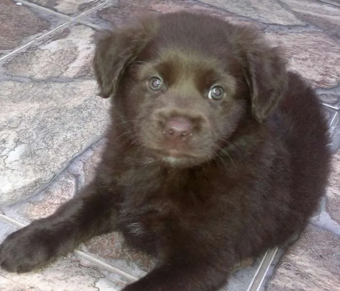Cachorro ra a SRD/LABRADOR idade 2 a 6 meses nome Brad