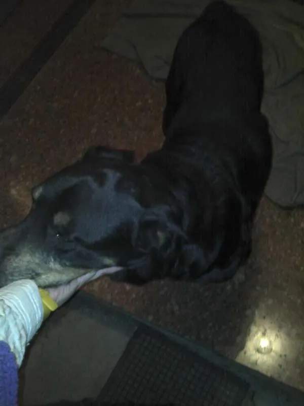 Cachorro ra a Rottweiler idade 6 ou mais anos nome PÃO DE MEL