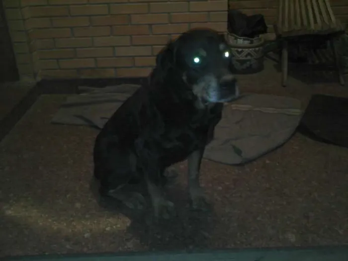 Cachorro ra a Rottweiler idade 6 ou mais anos nome PÃO DE MEL