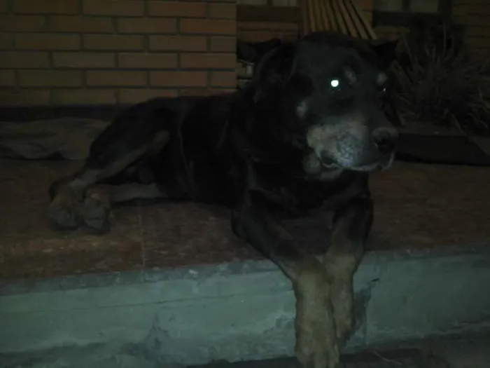 Cachorro ra a Rottweiler idade 6 ou mais anos nome PÃO DE MEL