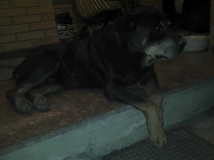Cachorro ra a Rottweiler idade 6 ou mais anos nome PÃO DE MEL