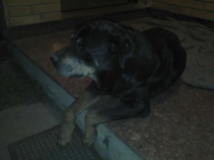 Cachorro ra a Rottweiler idade 6 ou mais anos nome PÃO DE MEL