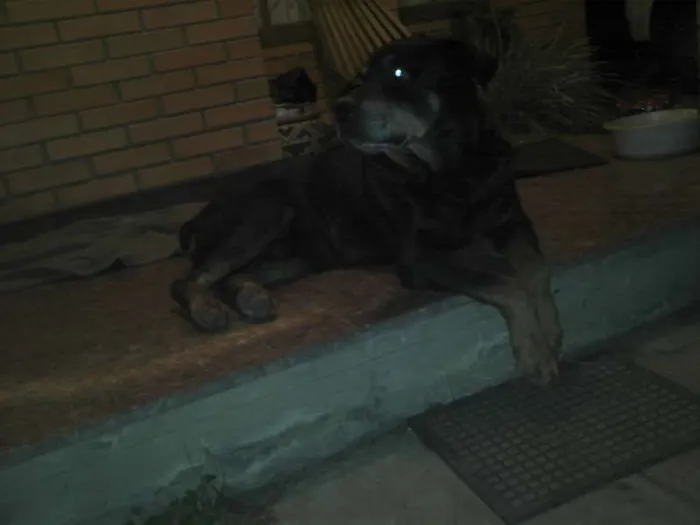 Cachorro ra a Rottweiler idade 6 ou mais anos nome PÃO DE MEL