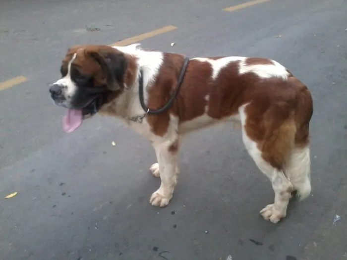 Cachorro ra a Sao Bernardo idade 4 anos nome Coco