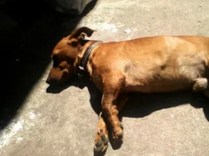Cachorro raça Dachshund idade 1 ano nome Scooby