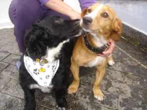 Cachorro raça srd idade 3 anos nome Não sei
