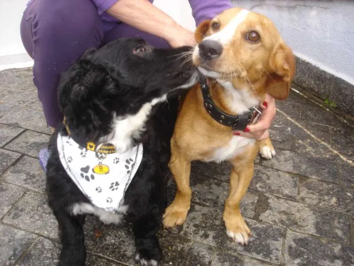 Cachorro ra a srd idade 3 anos nome Não sei