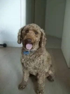 Cachorro raça Poodle idade 2 anos nome Bob
