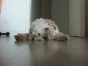 Cachorro raça Poodle idade 6 ou mais anos nome Teco