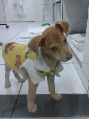 Cachorro raça SRD idade 2 a 6 meses nome Mosquito