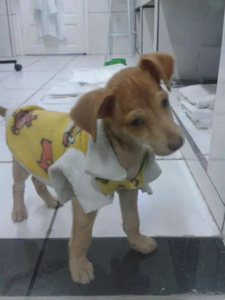 Cachorro ra a SRD idade 2 a 6 meses nome Mosquito