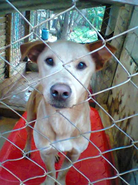 Cachorro ra a srd idade 2 anos nome Tofe