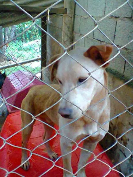Cachorro ra a srd idade 2 anos nome Tofe