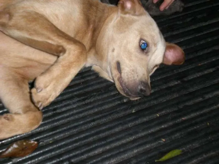 Cachorro ra a srd idade 2 anos nome Tofe