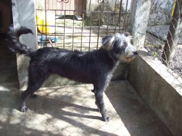 Cachorro ra a mestiço idade 3 anos nome Farpinha