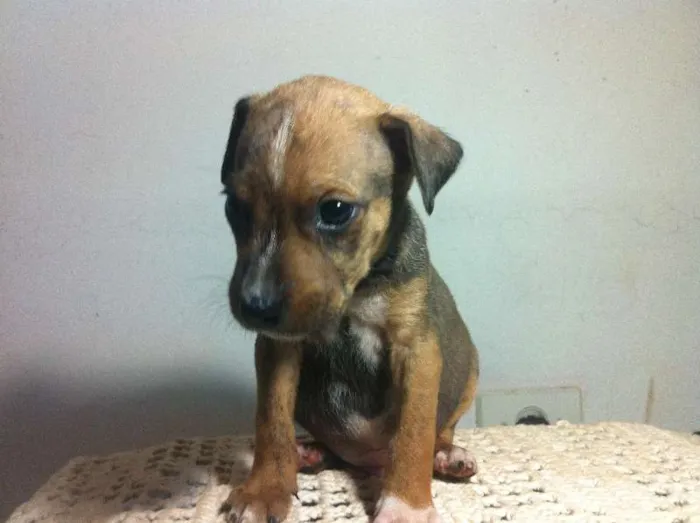 Cachorro ra a SRD idade Abaixo de 2 meses nome Filhotes