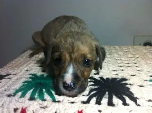 Cachorro raça SRD idade Abaixo de 2 meses nome Filhotes