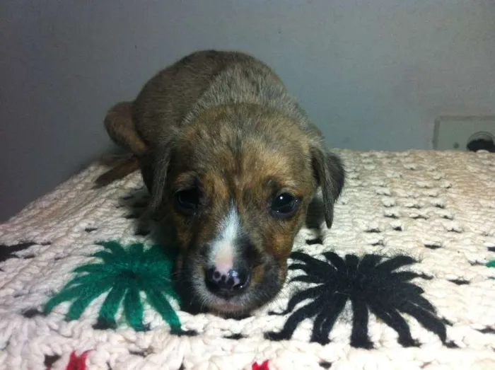 Cachorro ra a SRD idade Abaixo de 2 meses nome Filhotes