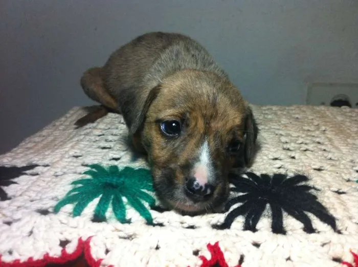 Cachorro ra a SRD idade Abaixo de 2 meses nome Filhotes