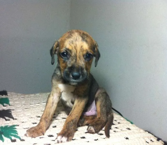 Cachorro ra a SRD idade Abaixo de 2 meses nome Filhotes
