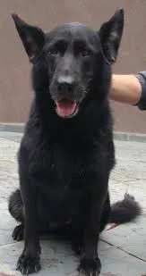 Cachorro raça Pastor Belga idade 5 anos nome Boris
